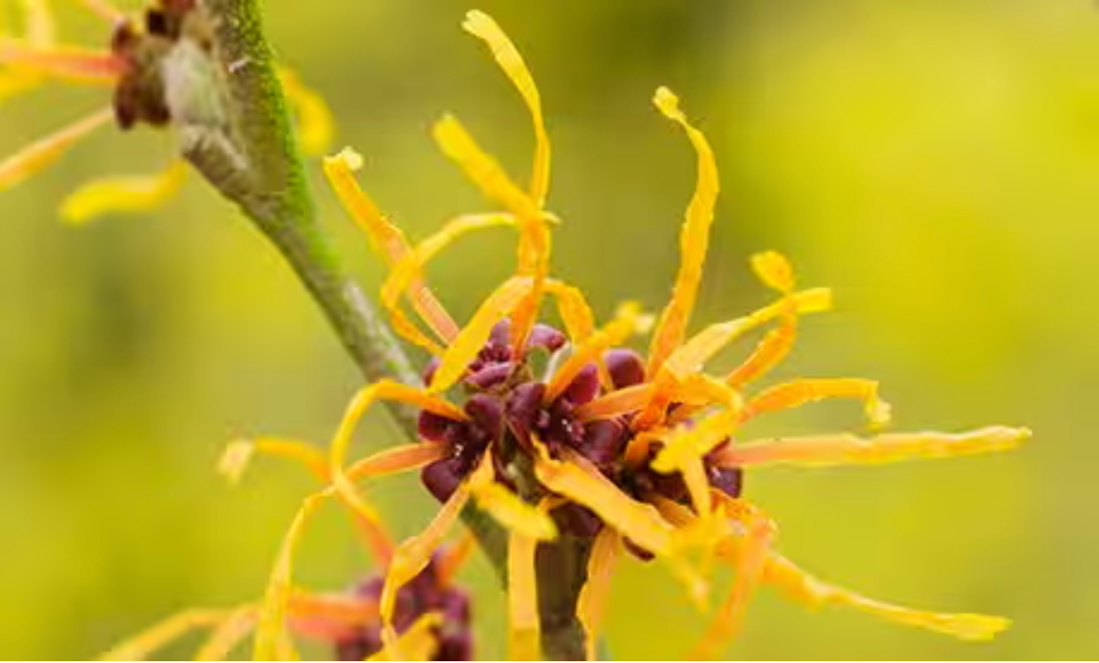 The Timeless Skincare Ingredient You Need