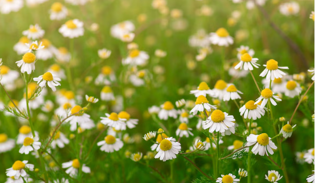 How Chamomile Transforms Sensitive Skin
