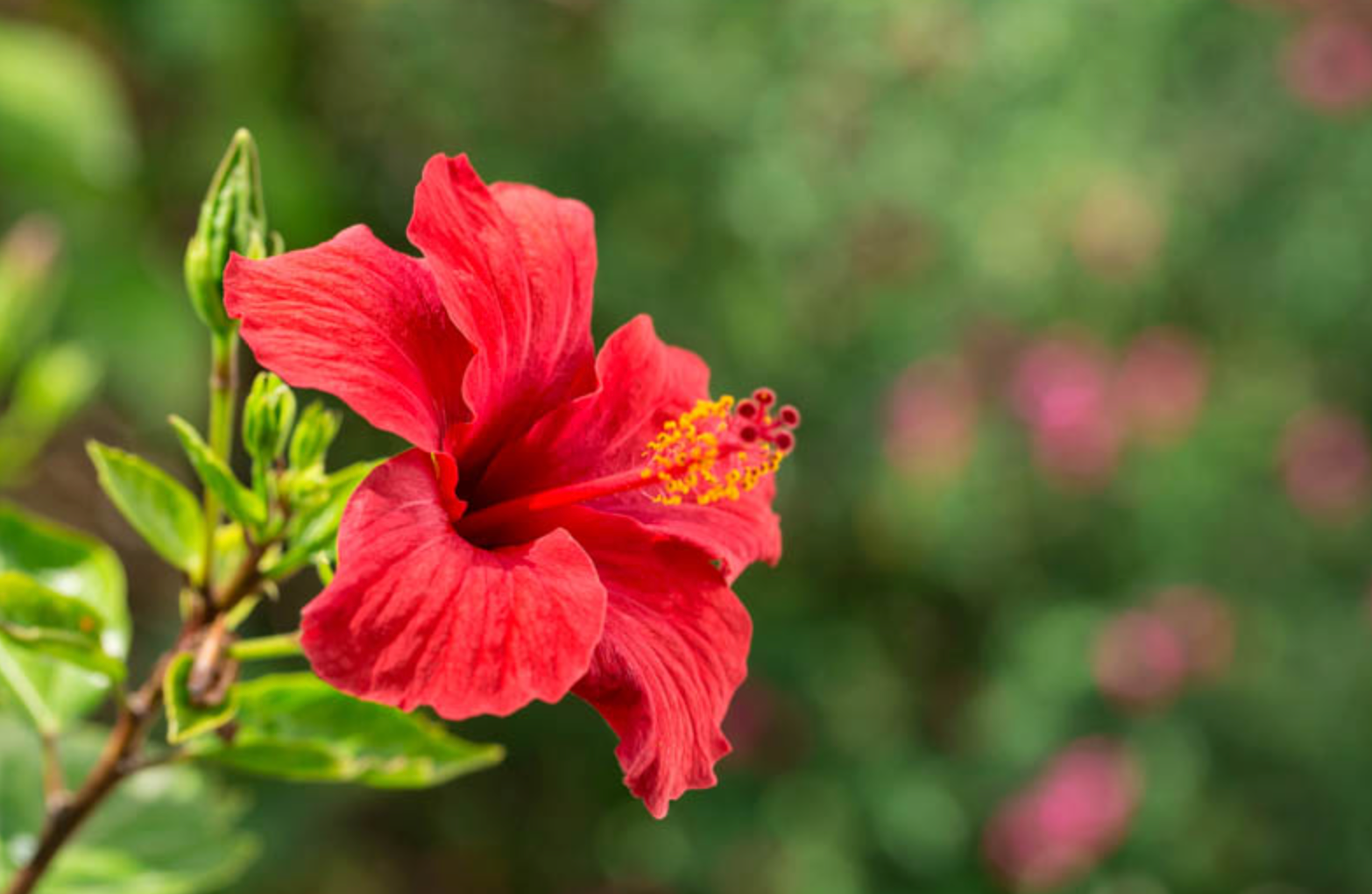 The Age-Defying Power Flower Your Skin Needs