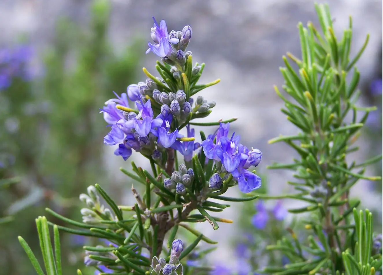 The Secret to Stronger Hair? Rosemary.