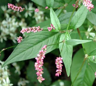 The Unexpected Healing Ingredient in Our Plant-Based Skincare
