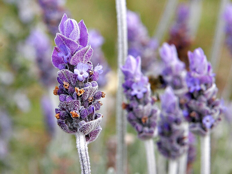 The Calming and Nourishing Ingredient Your Hair Needs